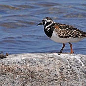 Ruddy Turnstone  "Arenaria interpres"